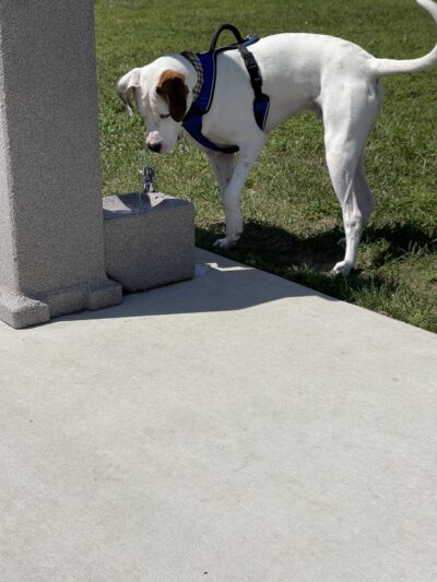 Bluffton Community Dog Park - Bluffton, OH
