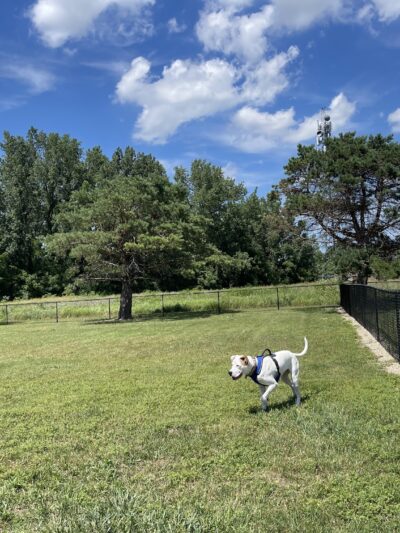 Bluffton Community Dog Park - Bluffton, OH