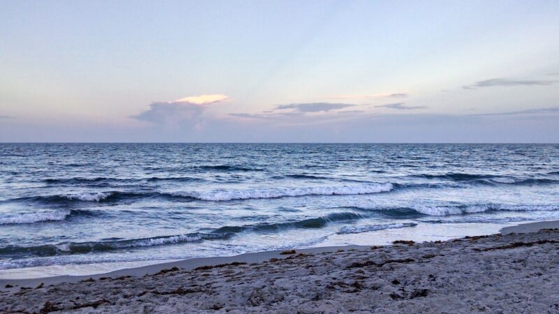 Weekend Dog Beach - Boca Raton, FL