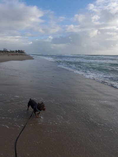 Weekend Dog Beach - Boca Raton, FL
