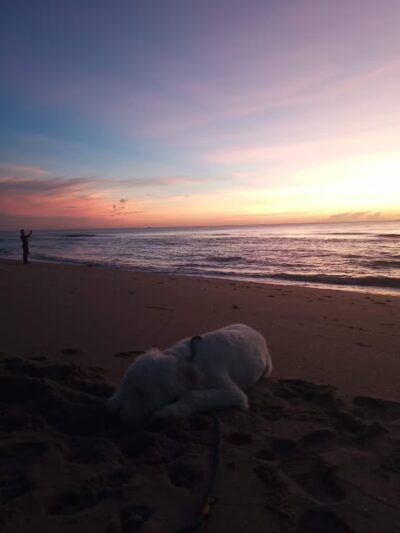 Weekend Dog Beach - Boca Raton, FL
