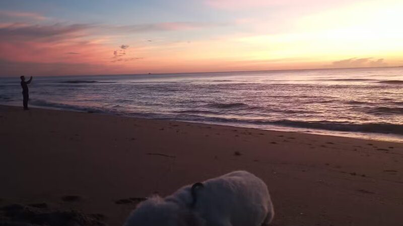 Weekend Dog Beach - Boca Raton, FL