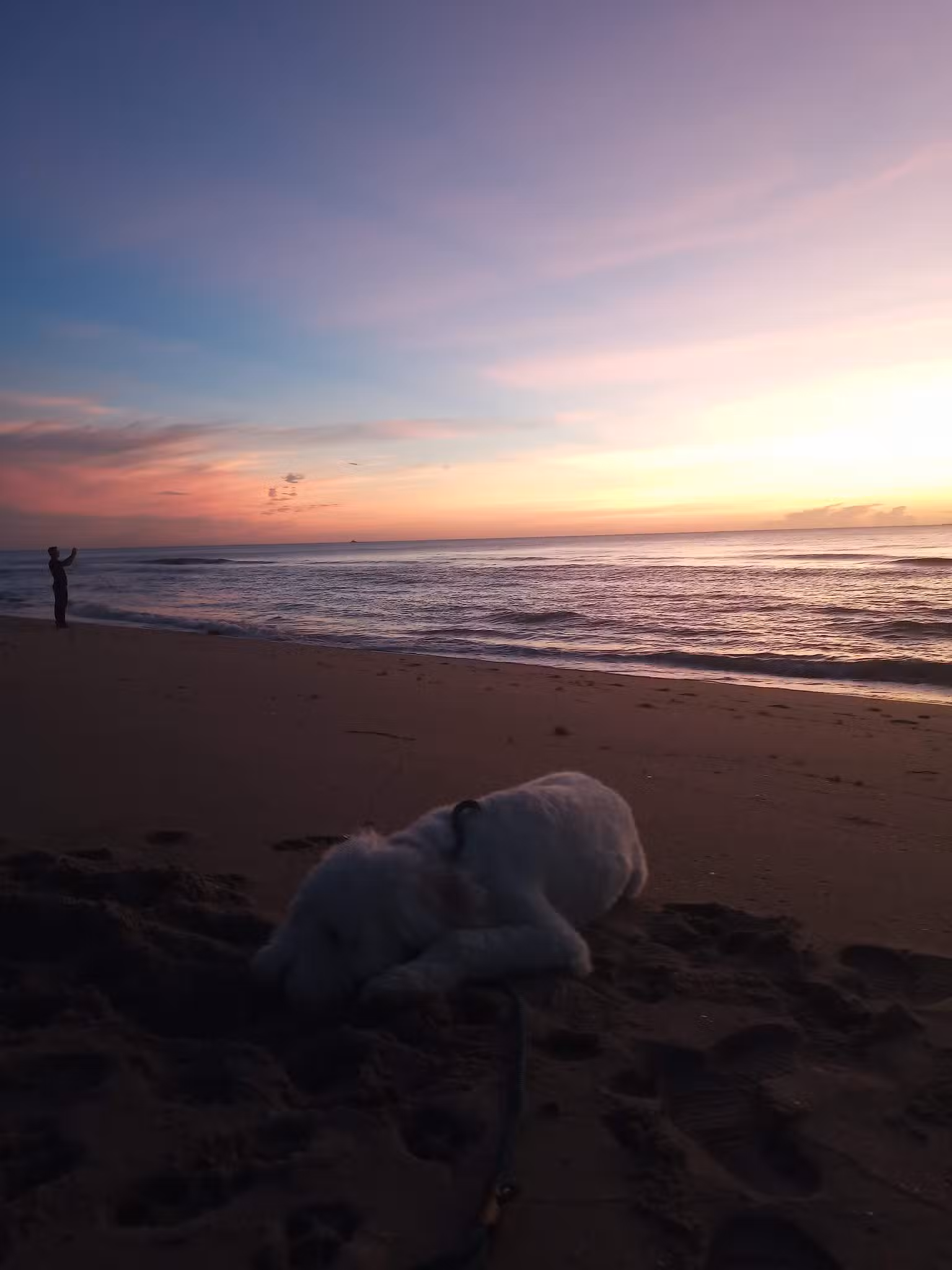 Weekend Dog Beach - Boca Raton, FL