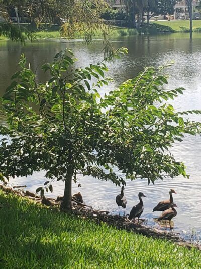American Homes Park - Boca Raton, FL