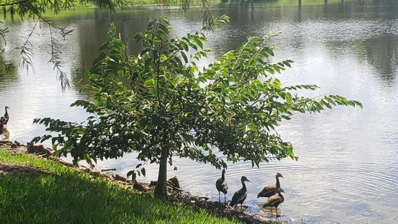 American Homes Park - Boca Raton, FL