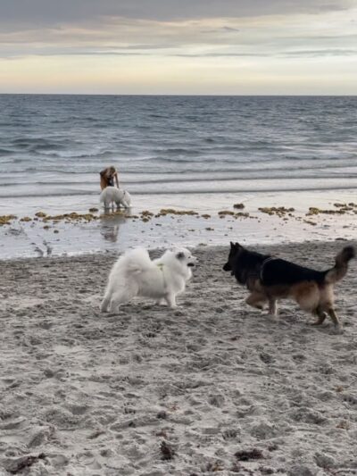Bark Park Dog Beach - Boca Raton, FL