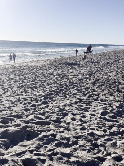 Bark Park Dog Beach - Boca Raton, FL
