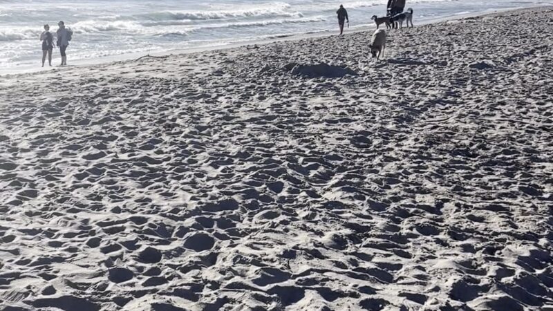 Bark Park Dog Beach - Boca Raton, FL