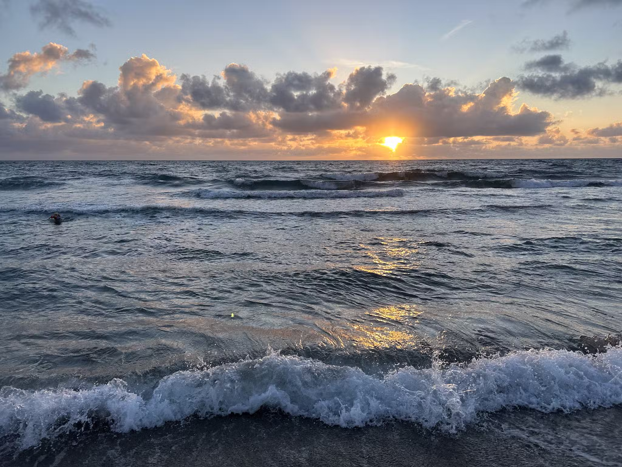 Bark Park Dog Beach - Boca Raton, FL
