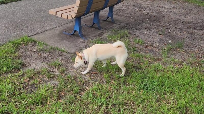 Canine Cove at South County Regional Park - Boca Raton, FL