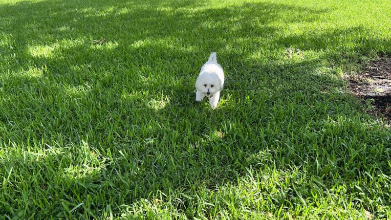Canine Cove at South County Regional Park - Boca Raton, FL