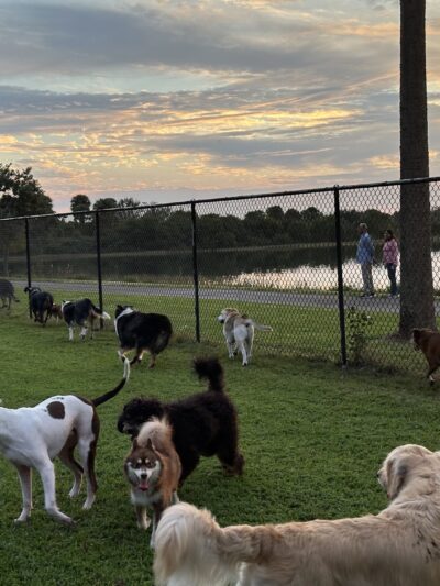 Canine Cove at South County Regional Park - Boca Raton, FL