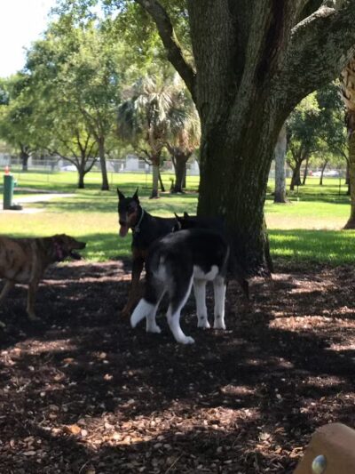 Mizner Bark Dog Park - Boca Raton, FL