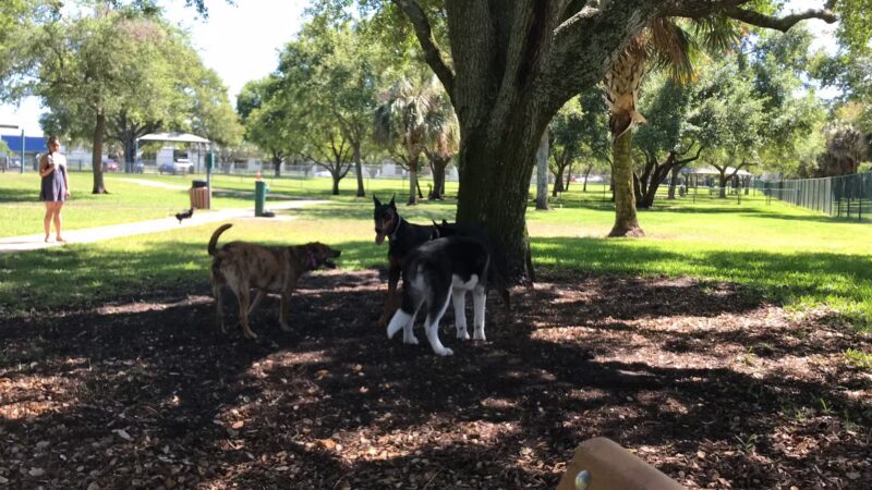 Mizner Bark Dog Park - Boca Raton, FL