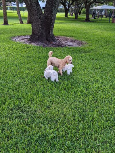 Mizner Bark Dog Park - Boca Raton, FL