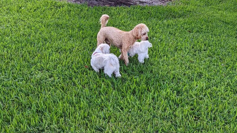 Mizner Bark Dog Park - Boca Raton, FL