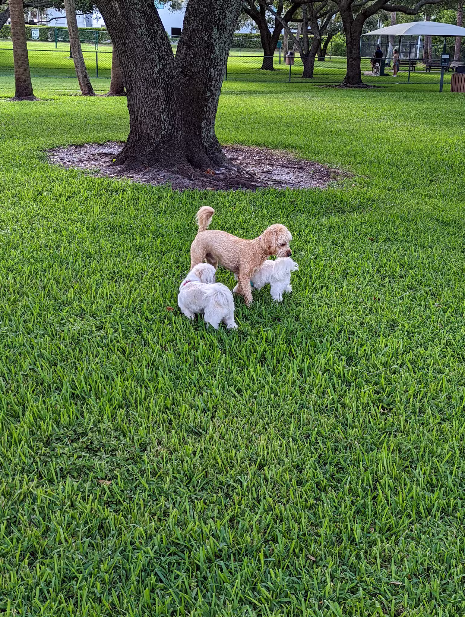 Mizner Bark Dog Park - Boca Raton, FL