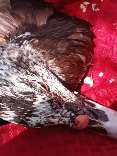 Parque Placido - Boca Raton, FL