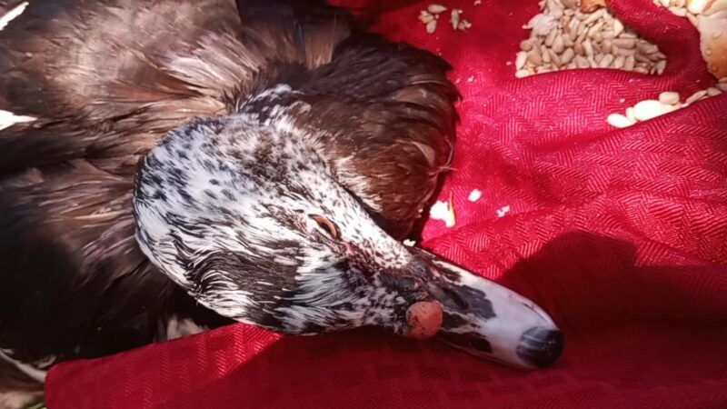 Parque Placido - Boca Raton, FL