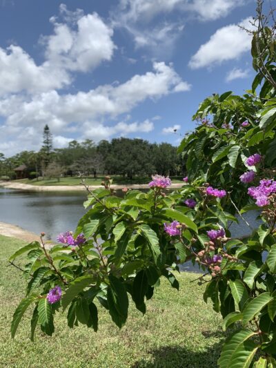 Parque Placido - Boca Raton, FL