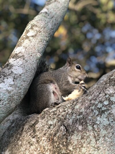Parque Placido - Boca Raton, FL