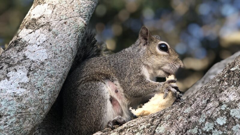 Parque Placido - Boca Raton, FL