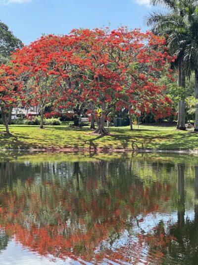 Parque Placido - Boca Raton, FL