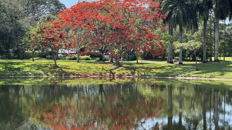 Parque Placido - Boca Raton, FL