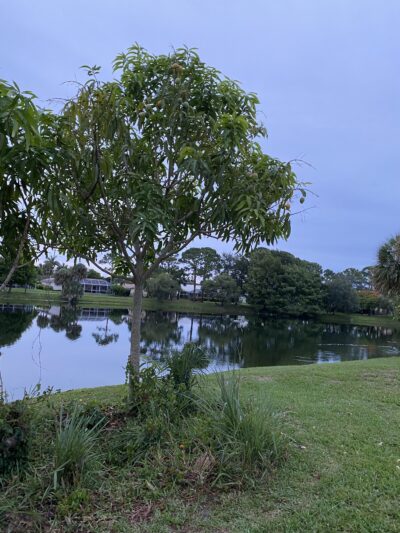 Pinewood Park - Boca Raton, FL