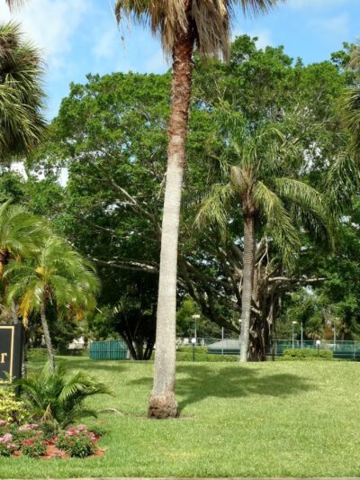 Pinewoods Park - Boca Raton, FL