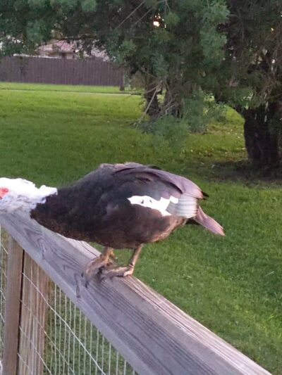 Silver Palms Park - Boca Raton, FL