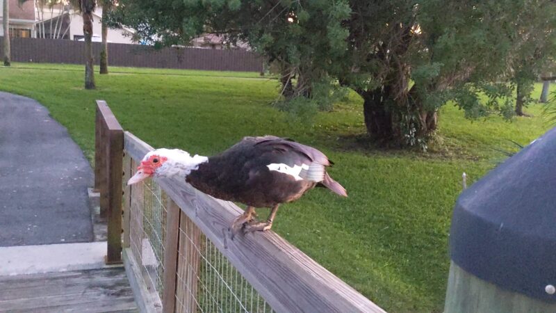 Silver Palms Park - Boca Raton, FL