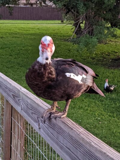 Silver Palms Park - Boca Raton, FL