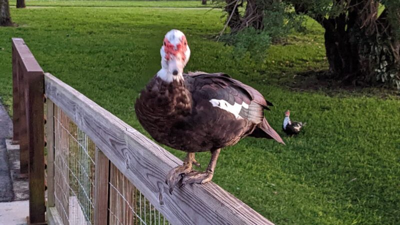 Silver Palms Park - Boca Raton, FL
