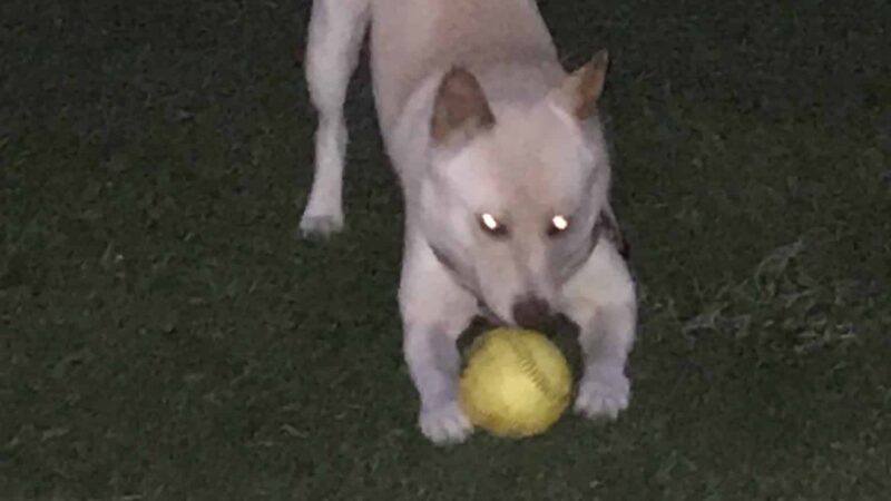 WAG - Boca Raton, FL