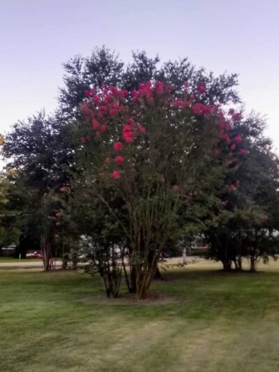 Thomas Park - Bogata, TX
