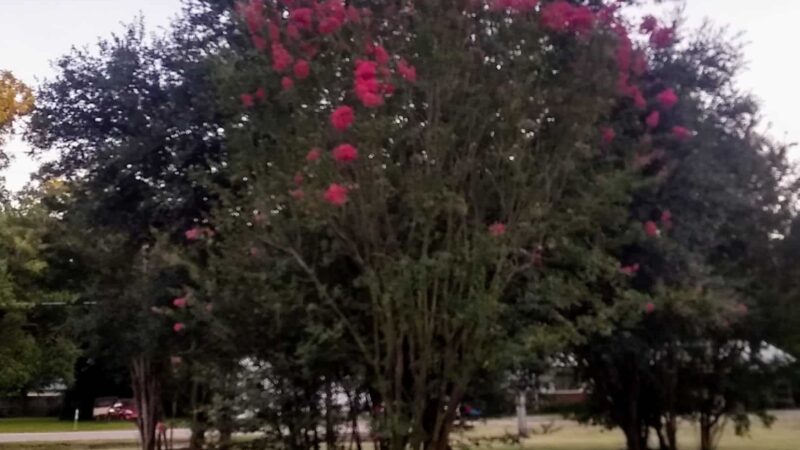 Thomas Park - Bogata, TX