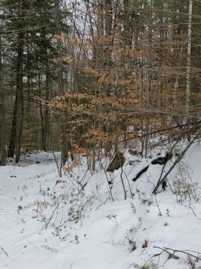 Amy's Park - Bolton Landing, NY