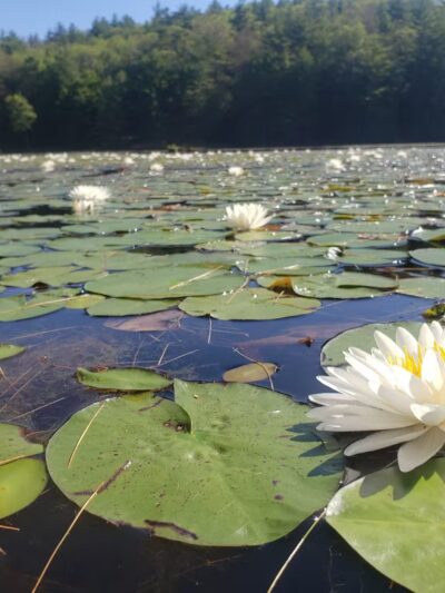 Bolton Conservation Park - Bolton Landing, NY