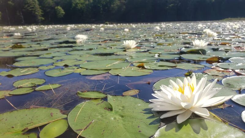 Bolton Conservation Park - Bolton Landing, NY