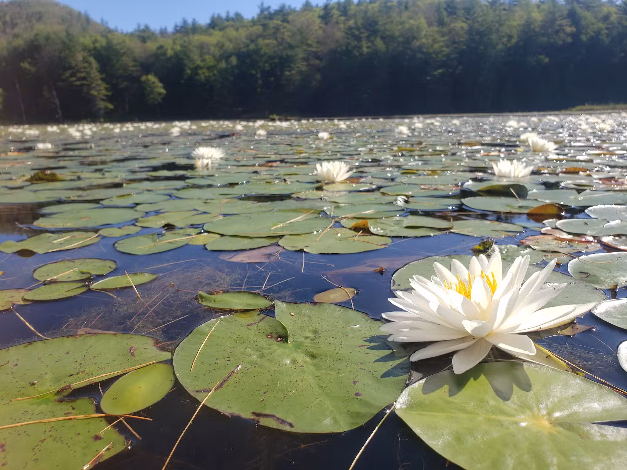 Bolton Conservation Park - Bolton Landing, NY