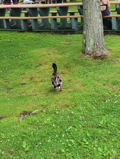 Veteran’s Memorial Park - Bolton Landing, NY