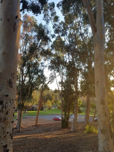 Rohr Park - Bonita, CA