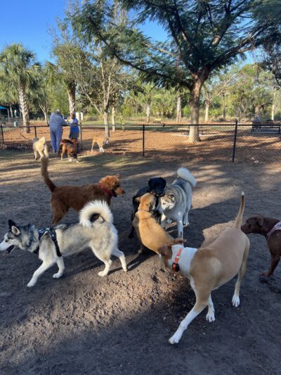 Bonita Springs Dog Park - Bonita Springs, FL