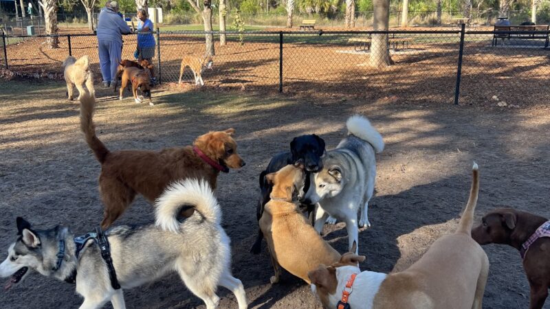 Bonita Springs Dog Park - Bonita Springs, FL
