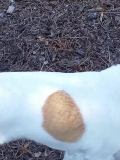 Bonita Springs Dog Park - Bonita Springs, FL