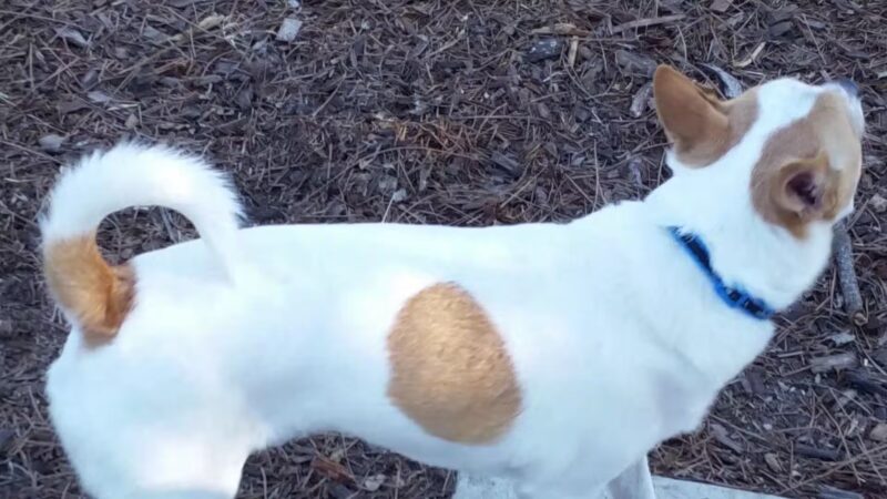 Bonita Springs Dog Park - Bonita Springs, FL