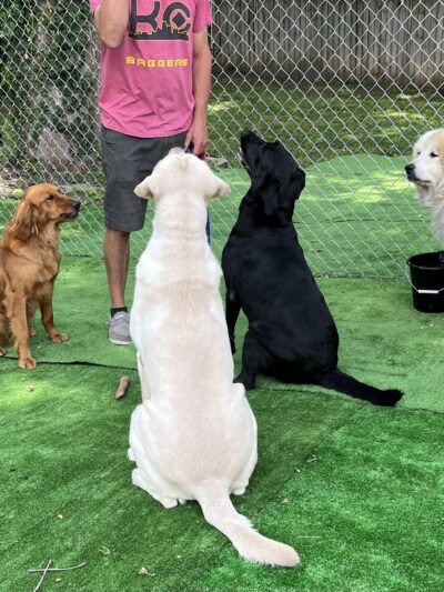 Tanks Place Dog Boarding & Daycare - Bonner Springs, KS