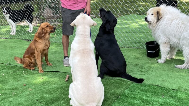 Tanks Place Dog Boarding & Daycare - Bonner Springs, KS