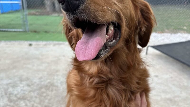Tanks Place Dog Boarding & Daycare - Bonner Springs, KS